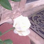 EXIF_JPEG_T422 EXIF_JPEG_T422