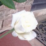 EXIF_JPEG_T422 EXIF_JPEG_T422