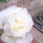 EXIF_JPEG_T422 EXIF_JPEG_T422